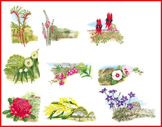 australian floral emblems